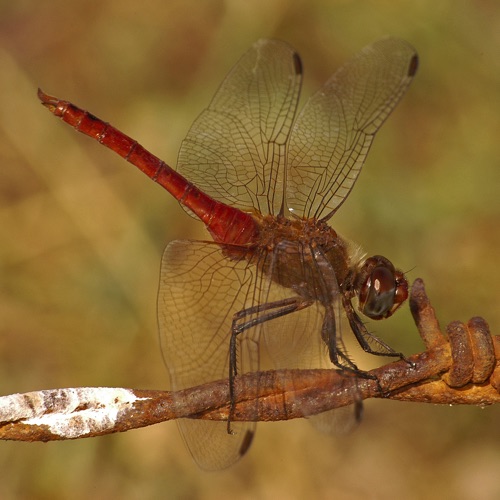 Male
30 Oct 2005  TX